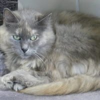 GRISETTE, chatte à adopter