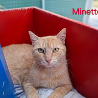 Minette, chatte à adopter