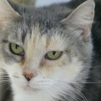 FLORIA, chatte à adopter