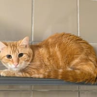 JOYA, chat à adopter