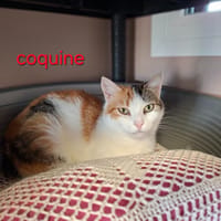 Coquine, chatte à adopter