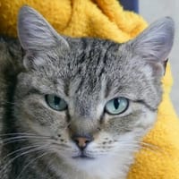 CHARLOTTE, chatte à adopter