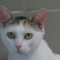 JENGA, chatte à adopter