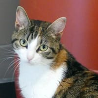 NALA, chatte à adopter