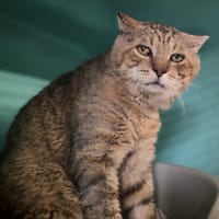 ESI, chat à adopter
