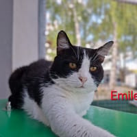 Emile, chat à adopter
