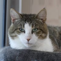 JOOP, chat à adopter