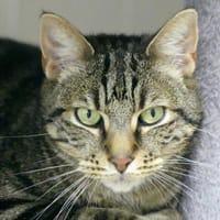 THYS, chat à adopter