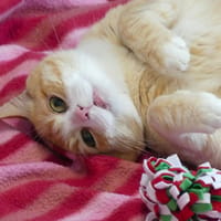 JUNIOR, chat à adopter