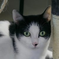 Maui, chat à adopter