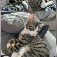 BISCUIT, chat à adopter