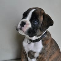 Bob, chien à adopter