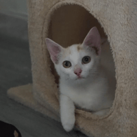BASILIC, chat à adopter
