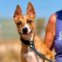 ZORRO (Maria), chien à adopter