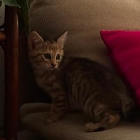 Sam, chatte à adopter