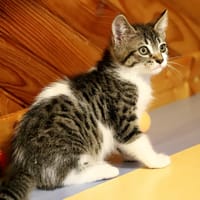 argus, chat à adopter