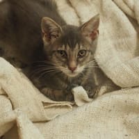Lila, chatte à adopter