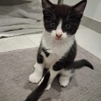 bijou, chatte à adopter