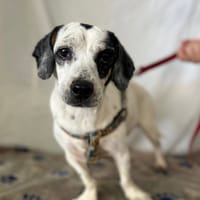 TAO (Los Reyes), chien à adopter