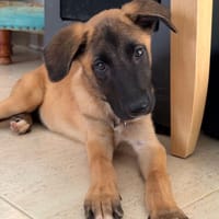 HANS (Maria), chien à adopter