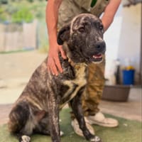 CORA (Los Reyes), chienne à adopter