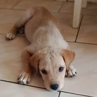 BOBBY, chien à adopter