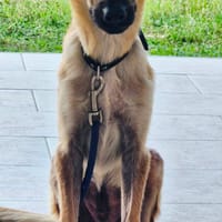 ULYSSE, chien à adopter
