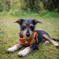 Sam le petit curieux, chien à adopter