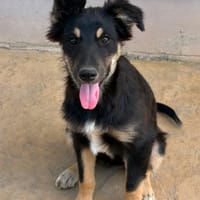 LILLY, chienne à adopter