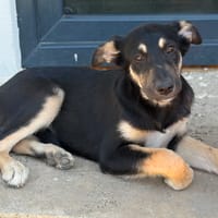 LESSIE, chienne à adopter