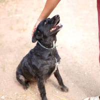 FRESA, chienne à adopter