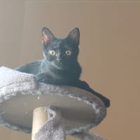 NAMI, chatte à adopter