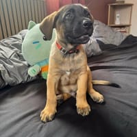 Aldo, bébé câlin, chien à adopter
