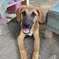 Lailo, chien à adopter