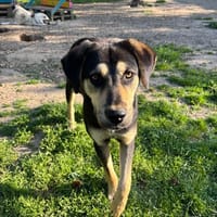 Benito, chien à adopter