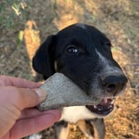 Noah, chien à adopter