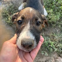Elliot, chien à adopter