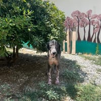 Phos, chien à adopter