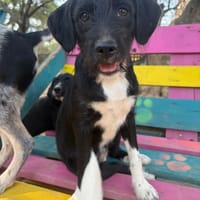 phoebe, chienne à adopter
