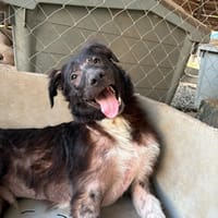 tzatzikis, chien à adopter