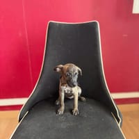 Querida, Femelle, X Berger, née le 15/05/2026 🐶, chienne à adopter
