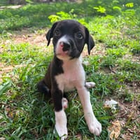 Nouche, Femelle, X Terrier Jack Russel, née le 15/06/2026 🐶, chienne à adopter