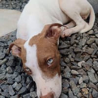 Bulle, femelle, Croisée Berger, née le 01/03/2026, chienne à adopter