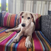Bao, Mâle, X Berger, né le 24/04/2026 🐶, chien à adopter