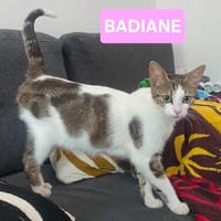 BADIANE, chatte à adopter