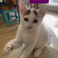 KUSMI À ADOPTER AVEC UN CHAT DÉJÀ CHEZ VOUS, chatte à adopter