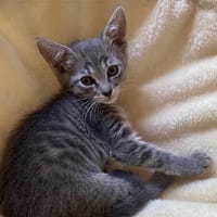 GALANGA À ADOPTER AVEC UN CHAT DÉJÀ PRÉSENT CHEZ VOUS, chatte à adopter