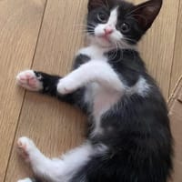 YONDUA À ADOPTER AVEC UN CHAT DÉJÀ PRÉSENT CHEZ VOUS, chatte à adopter