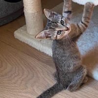 GOHANNA À ADOPTER AVEC UN CHAT DÉJÀ PRÉSENT CHEZ VOUS, chat à adopter