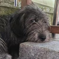Schüchterne Marnie sucht ihr -Für-immer-Zuhause-, Hündin zur Adoption